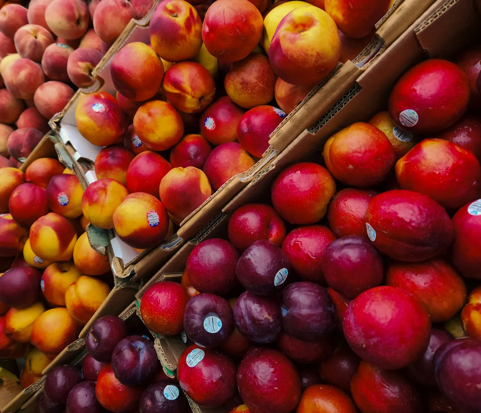 Nectarines and plums packed in cardboard trays, ready for the wholesale floor